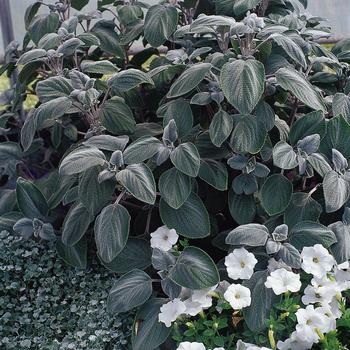 Plectranthus Plectranthus