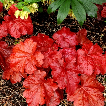Coral Bells Coral Bells