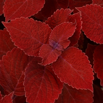 Coleus