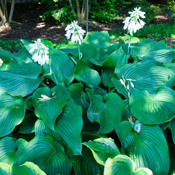 Plantain Lily Plantain Lily