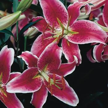 Oriental Lily Oriental Lily