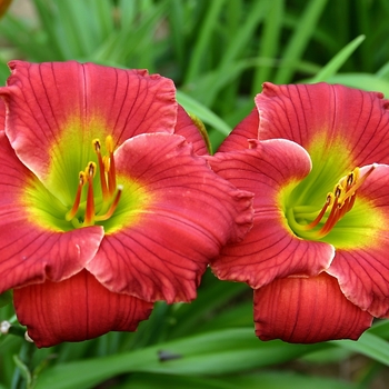 Daylily Daylily