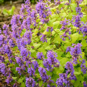 Catmint Catmint