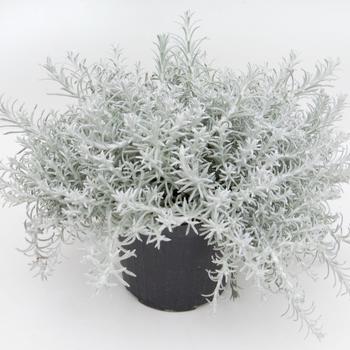 Helichrysum
