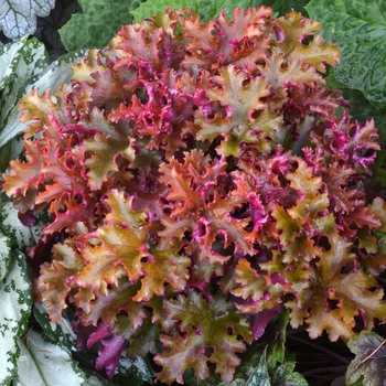 Coral Bells Coral Bells