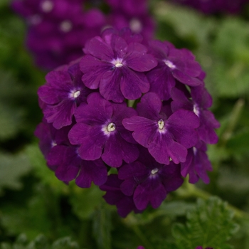 Verbena