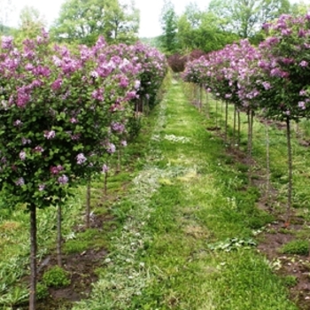 Dwarf Korean Lilac Dwarf Korean Lilac