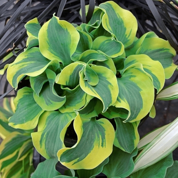 Plantain Lily Plantain Lily