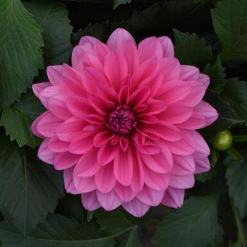 Venti™ Light Rose Venti™ Light Rose