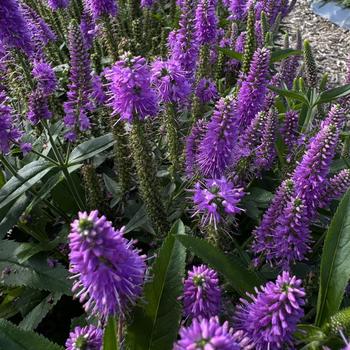 Speedwell