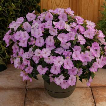 SunPatiens® Orchid Blush