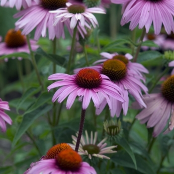 Coneflower Coneflower