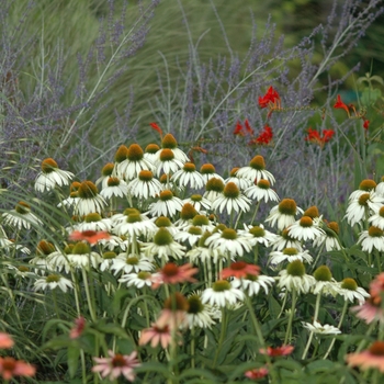 Coneflower Coneflower