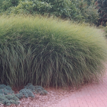 Maiden Grass
