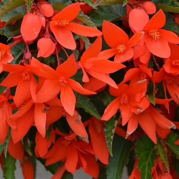 Begonia Begonia