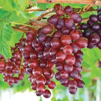 Grape Grape