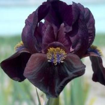 Dwarf German Iris