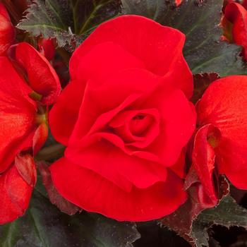 Begonia Begonia