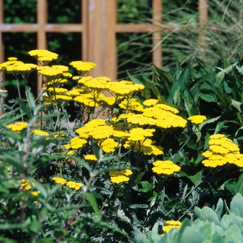 Yarrow Yarrow