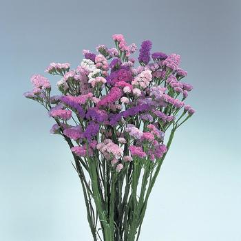 Pastel Shades Mix Pastel Shades Mix