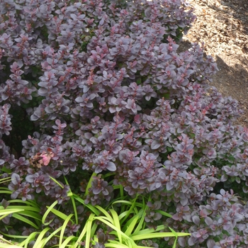 Concord Barberry