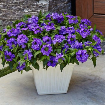 Superbena® 'Violet Ice' Superbena® 'Violet Ice'