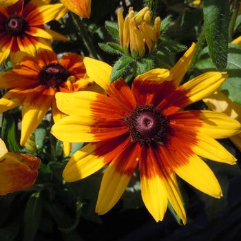 Sunbeckia® 'Mia' Sunbeckia® 'Mia'