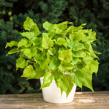 Sweet Potato Vine Sweet Potato Vine