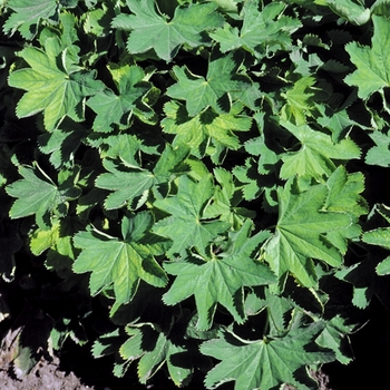 Lady's Mantle Lady's Mantle
