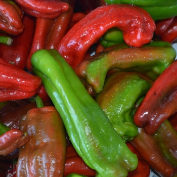 Pepper, Sweet Bell