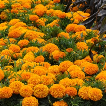 Marigold Marigold