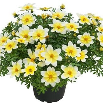 Bidens Bidens