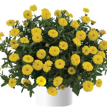 Cheers&trade; Yellow Improved
