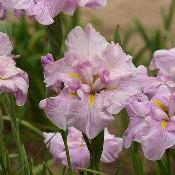 Japanese Iris Japanese Iris