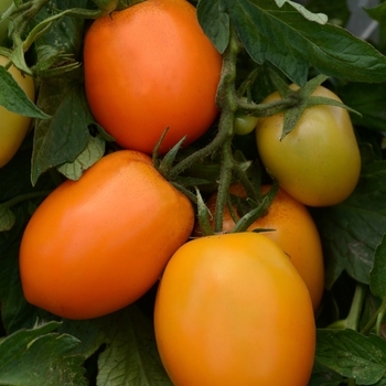 Tomato Tomato