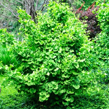Maidenhair Tree Maidenhair Tree