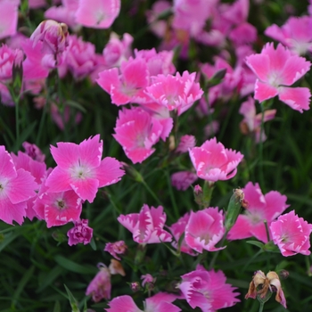 Border Carnation Border Carnation
