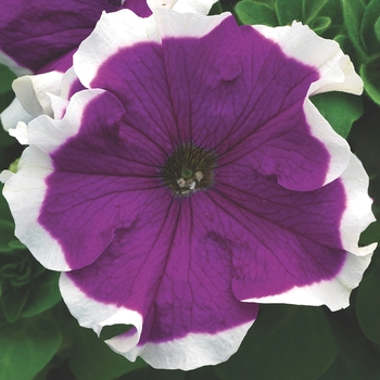 Petunia Petunia