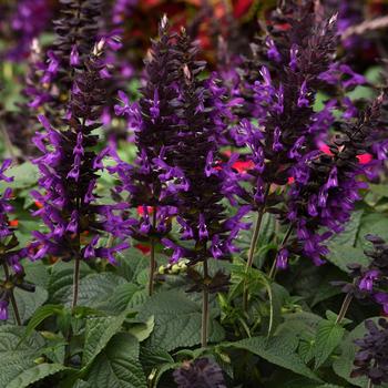 Salvia Salvia