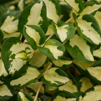 'Wojos Jem' Vinca Vine 'Wojos Jem' Vinca Vine