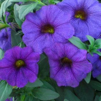 Petunia (Petchoa) Petunia (Petchoa)