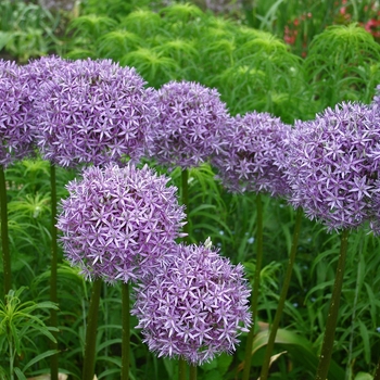 Ornamental Onion Ornamental Onion