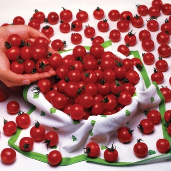 Tomato Tomato