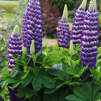 Lupine Lupine