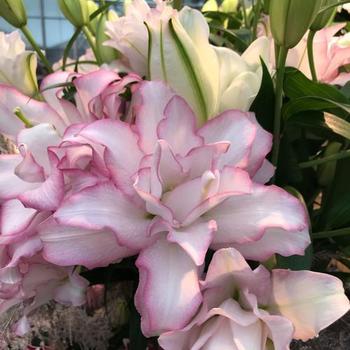 Oriental Lily Oriental Lily