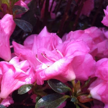 'Rosebud' Azalea 'Rosebud' Azalea