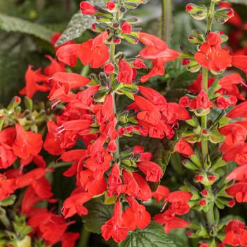 Unplugged® Red Scarlet Sage Unplugged® Red Scarlet Sage
