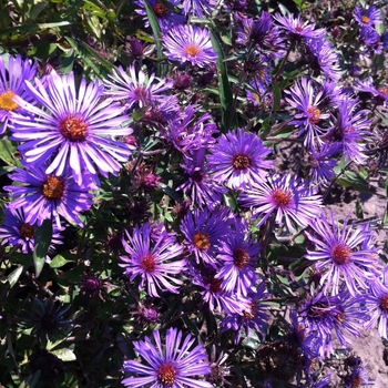 Aster, New England 