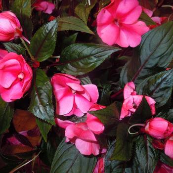 'Magnum Rose Star' New Guinea Impatiens