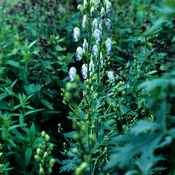Monkshood Monkshood